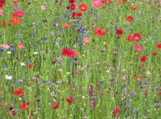 Macht Gleichheit glücklich? Der Gleichheitswahn und unsere christliche Antwort: Bunte Blumenwiese Macht Gleichheit glücklich? Der Gleichheitswahn und unsere christliche Antwort: Bunte Blumenwiese