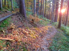 Die seelische Hausapotheke - Sinn und Freude Tag für Tag: Herbstwald im Morgenlicht: Die Werkzeuge der 'seelischen Hausapotheke' helfen uns, in jeder Situation die Gnade besser wahrzunehmen, die uns umgibt. Foto: Michael Ragg (c) Die seelische Hausapotheke - Sinn und Freude Tag für Tag: Herbstwald im Morgenlicht: Die Werkzeuge der 'seelischen Hausapotheke' helfen uns, in jeder Situation die Gnade besser wahrzunehmen, die uns umgibt. Foto: Michael Ragg (c)
