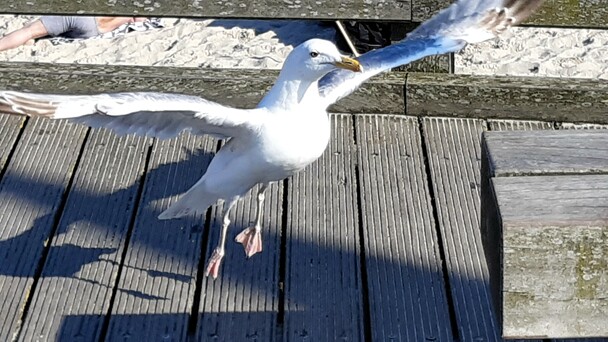 M�we auf der Binzer Seebr�cke - Der Urlaub ist eine gute Zeit, um schweres Gep�ck abzuwerfen, die 'Herzen zu erheben' und eine neue Sicht auf sein Leben zu gewinnen (Foto: Michael Ragg (c))