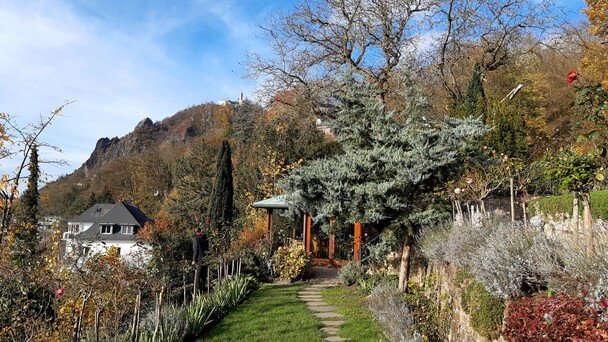 Weg zum Pavillon auf dem Anwesen der Familie Adenauer. Konrad Adenauer lie� ihn nach seinem Ausscheiden aus dem Kanzleramt bauen, um in Ruhe seine Memoiren zu schreiben. Dank Genehmigung durch die Stiftung, die das Grundst�ck heute verwaltet, durften wir den Pavillon f�r Interviews zur Adenauer-Serie auf K-TV nutzen. (Foto: Michael Ragg)