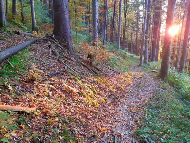 Herbstwald im Morgenlicht: Die Werkzeuge der 'seelischen Hausapotheke' helfen uns, in jeder Situation die Gnade besser wahrzunehmen, die uns umgibt. Foto: Michael Ragg (c)  